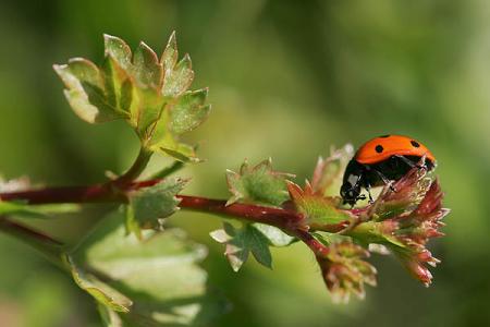--- La coccinelle ---